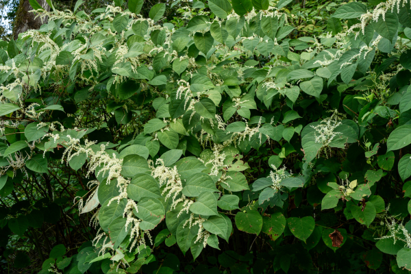 The Invasive Nature of Japanese Knotweed: Causes and Effects 